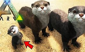 Image result for Baby Otter Ark