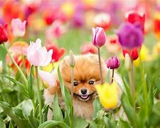 Image result for Funny Spring Baby Animals