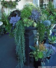 Image result for Draping Succulents