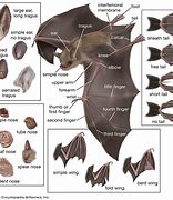 Image result for Baby Bat Wings