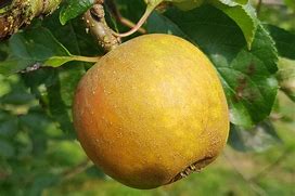 Image result for Pippin Apple Varieties