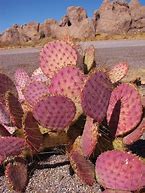 Image result for Desert Cactus Red Sky