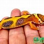 Image result for Biggest Leopard Gecko in the World