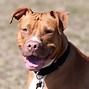 Image result for 20 Largest Dog Breeds