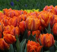 Image result for Tulipa Orange Princess