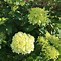 Image result for Hydrangea pan. Limelight
