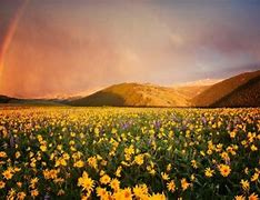 Image result for Wildflower Cases Background