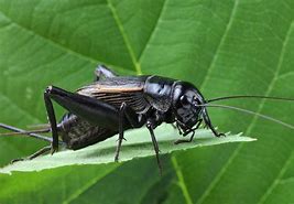 Image result for Common Cricket Insect