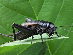 Image result for Cricket Insect