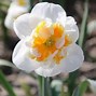 Image result for Narcissus Bella Vista