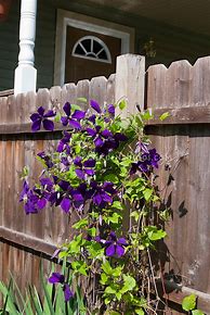 Image result for Purple and White Clematis Vine Climbing On a Fence