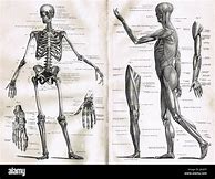 Image result for Anatomy in the 19th Century