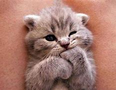 Image result for Cute Fluffy Kittens