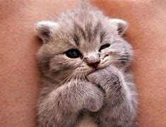 Image result for Hang in There Kitty Meme