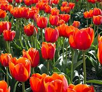 Image result for Netherlands Tulips