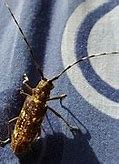 Image result for Cricket British Columbia Insect