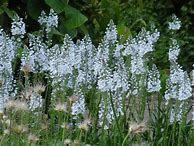 Image result for Veronica gentianoides