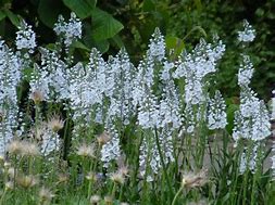 Image result for Veronica gentianoides Pallida