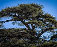 Image result for 7000 Year Old Cedar Tree