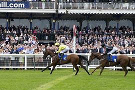 Image result for Horse Racing Sport