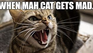 Image result for Mad Cat Meme