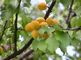Image result for Prunus armeniaca Bredase