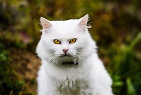 Image result for Fluffy White Cat with Yellow Eyes