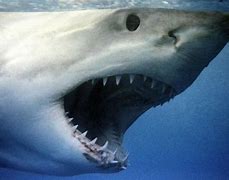 Image result for Wide Mouth Shark