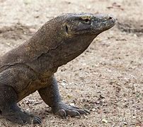 Image result for Largest Lizard On Earth