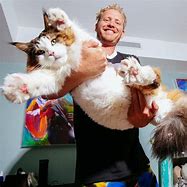 Image result for Largest Cat Ever