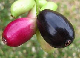 Image result for African Fruit