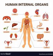 Image result for Facts About Organs