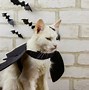 Image result for Whitte Cat Halloween
