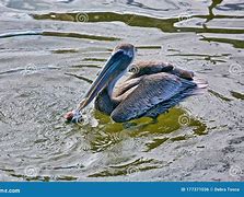 Image result for Pelican Throat Pouch