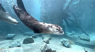 Image result for Otters at Zoo Knoxville