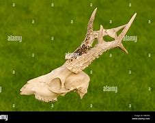 Image result for Deer Skull with Jaw