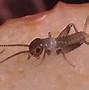 Image result for Texas Field Cricket