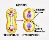 Image result for citocinesis