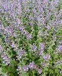 Image result for Nepeta nuda Accent