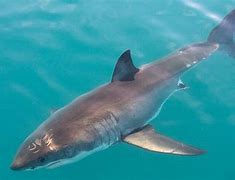 Image result for Great White Shark National Geographic DVDs