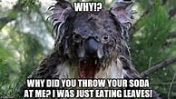 Image result for Koala Eating Meme