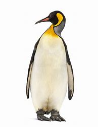 Image result for King Penguin White Background
