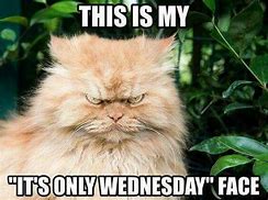 Image result for Wednesday Cat Coffee