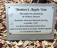 Image result for Newton Apple Tree Plaque