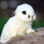 Image result for Cute Baby Animals Wallpaper