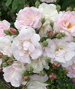 Image result for Rosa Blush Noisette