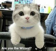 Image result for Wizard Cat Meme Template