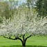 Image result for Alabama Fruit Trees Yellow Apple