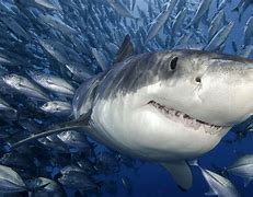 Image result for Great White Shark Ocean Wallpaper