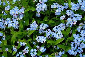 Image result for What Does a Forget Me Not Flower Look Like